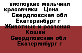 вислоухие мальчики красавчики › Цена ­ 1 300 - Свердловская обл., Екатеринбург г. Животные и растения » Кошки   . Свердловская обл.,Екатеринбург г.